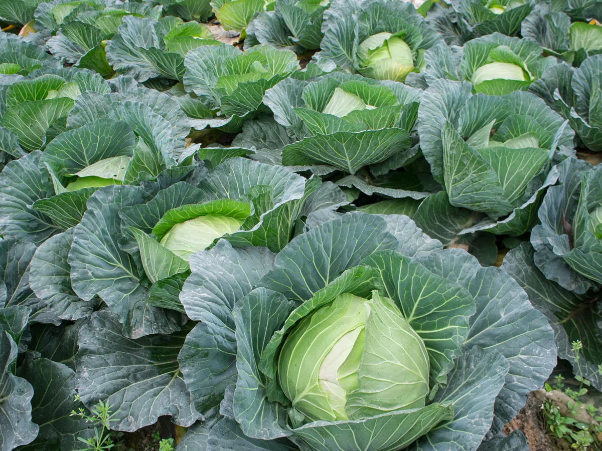 В июле — 10 л на 5 ложек для опрыскивания капусты: белокрылка быстро гибнет, а личинки усыхают — целые листочки до конца