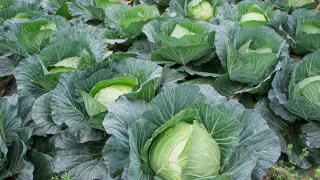 В июле — 10 л на 5 ложек для опрыскивания капусты: белокрылка быстро гибнет, а личинки усыхают — целые листочки до конца