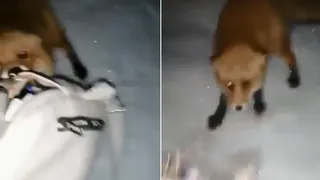 "У нее была окровавленная пасть": под Владимиром лиса атаковала многодетную мать