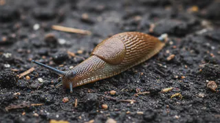 Дедовский метод против слизней: утром огород был уже чист - без химии, только копеечные компоненты