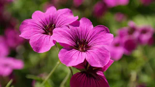 Спасите герань от увядания: осенью ей не нужен ни полив, ни удобрения — достаточно лишь одного простого шага