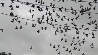 Нашествие голубей на Народном бульваре