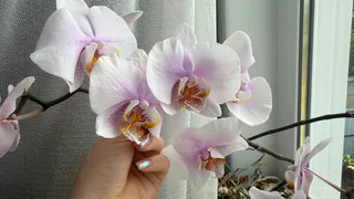 С 17 по 25 сентября орхидея только этого и ждет: 0,5 гр. на 3 л. воды – и даже чахлый фаленопсис рванет в рост