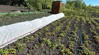 Россиян будут штрафовать за картошку на даче с 1 июня: люди лишились дара речи