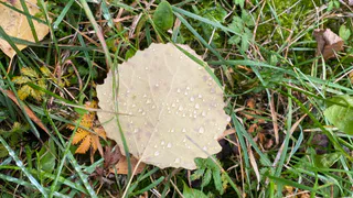 30 сентября поразит Коми контрастом: на севере самая теплая ночь, на юге - день