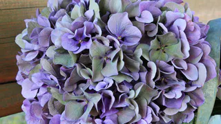 Сирень в пролёте: этот кустарник радует цветением с лета до зимы и превращает сад в пушистое облачко круглый год