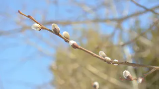 Тепло и сухо: погода в Рязани на Пасху