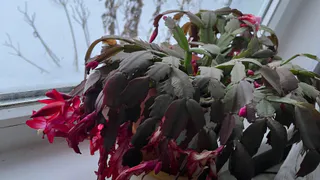 3 легких приема — и унылый декабрист выпустит цветы: как стимулировать зимнее цветение ленивой и чахлой шлюмбергеры