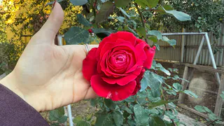 Как укрыть розы на зиму: простейшее укрытие. Ни один куст не замерзнет и не погибнет