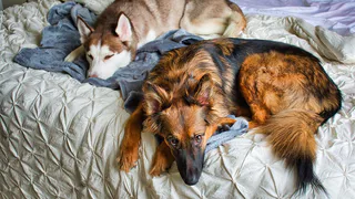 Эффективное решение проблемы шерсти на одежде: как использовать бигуди для стирки