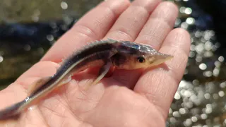 Почти 5 тысяч мальков стерляди выпустили в Чебоксарское водохранилище