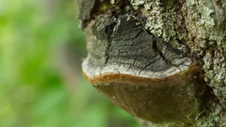 В лесах Рязанской области гибнут осины из-за ложного трутовника