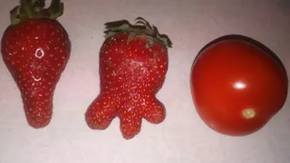 В Нижнекамске растёт клубника-мутант?