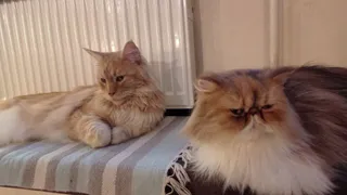Ошибка, которую совершают почти все хозяева в жару: почему ветеринары запрещают стричь пушистых кошек и собак на лето