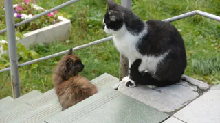 «Ми-ми-ми дня»: два четвероногих гостя нашей редакции ищут новый дом