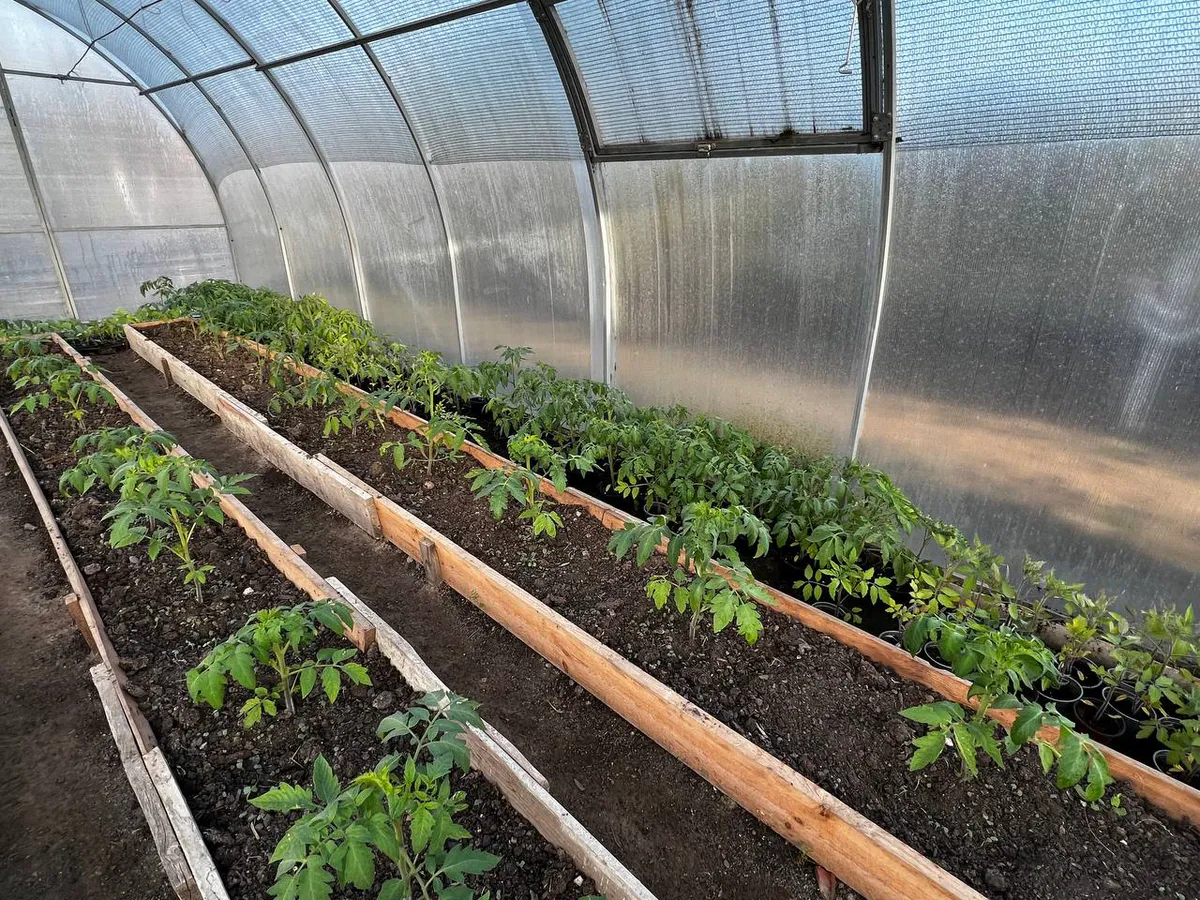 Всего 2 капли под корень, и вытянутая рассада обретет мощь: перцы и помидоры станут сильными