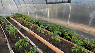 Всего 2 капли под корень, и вытянутая рассада обретет мощь: перцы и помидоры станут сильными