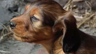 Почему собака чешет ухо и трясёт головой: вот какие сигналы она подает хозяину