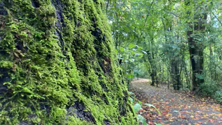 19 сентября в Рязанской области ожидается переменный ветер и до +26