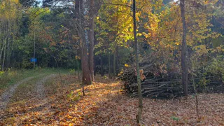 В Пензенской области в 2024 году обещают восстановить Морозовский дендрарий