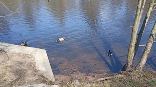 В Чебоксарах в пруду утонул мужчина, купавшийся в Пионерском пруду