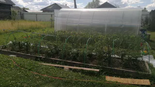 Опытные огородники собирают пенопласт мешками: даже твердая почва станет пушинкой — урожая будет в разы больше