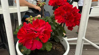 Всего 5 ложек в грунт с геранью для возрождения: бутоны появляются даже на молодых черенках, листва плотная и не желтеет