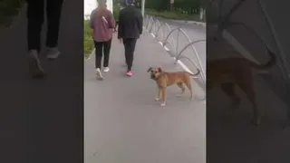 Никто не отлавливает: рязанка опасается стаи собак, разгуливающей в Дягилеве