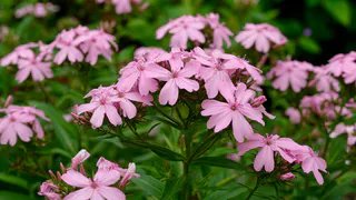 Петунии в прошлом - в сад пришел новый тренд: минимальный уход, зато красота неописуемая