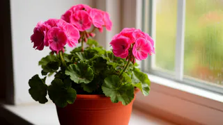 Лучше подкормки не придумать: регулярно удобряйте герань этим средством — зацветет прямо на глазах