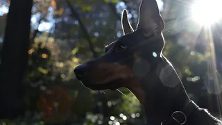 Жители Владимирской области поддержали ужесточение мер за выгул собак без поводка