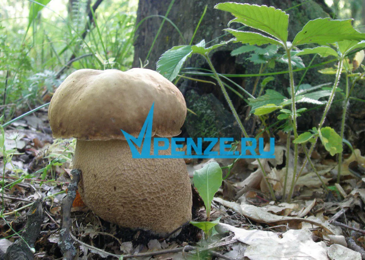 Пензенский врач рассказал о пользе грибов