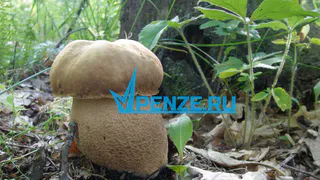 Пензенский врач рассказал о пользе грибов