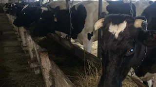 В Коми расследуют дело о гибели коров на ферме