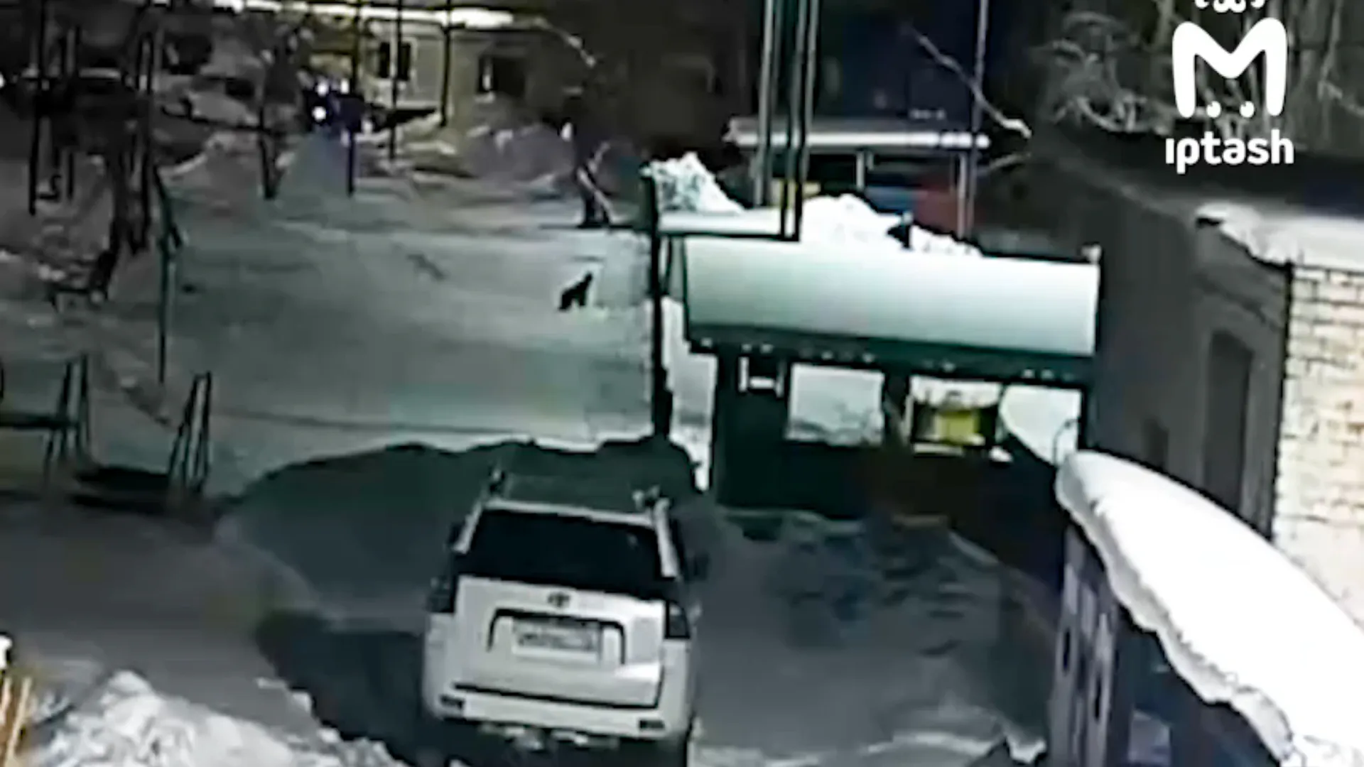 В Бугульме ночью появилась рысь и попала на камеры
