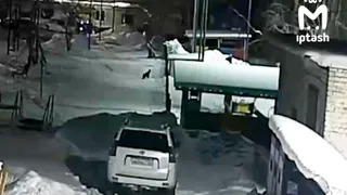 В Бугульме ночью появилась рысь и попала на камеры