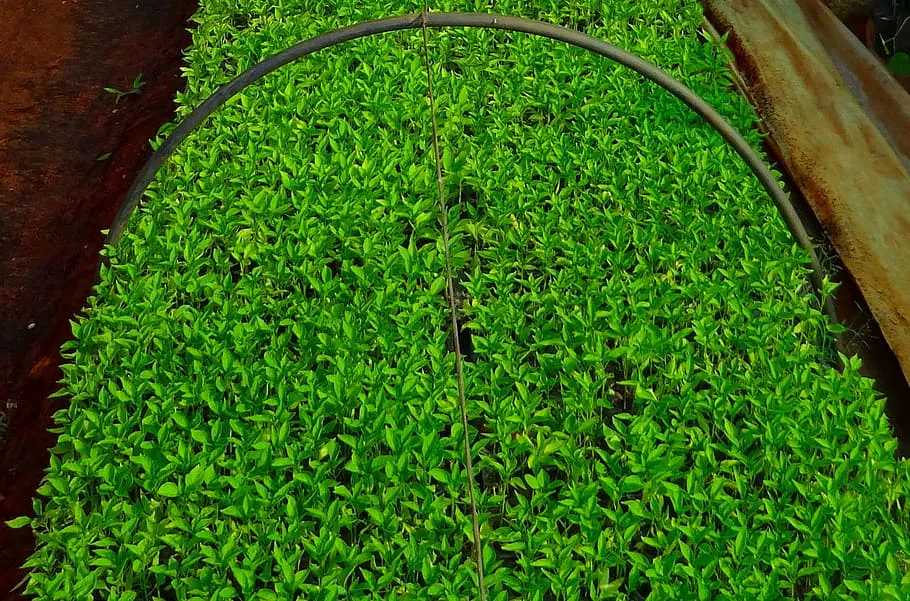 Секрет крепких всходов: почему нужно уплотнять почву для рассады