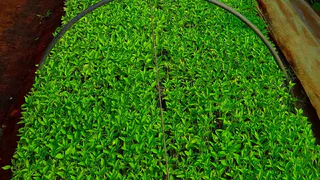 Неподходящие соседи: какие овощи не стоит сажать вместе