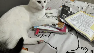 Сахарный завод в Заинске должен расторгнуть договор с водителем, избившим кота