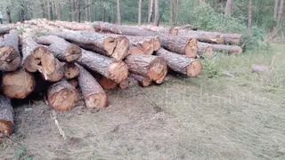 Минприроды Рязанской области объяснило вырубку в Солотче заражением леса губкой