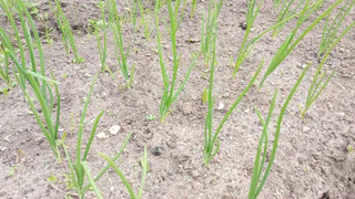 Получаю лук размером с яблоко благодаря дедовскому способу: 7 правил посадки в мае гарантируют большой урожай