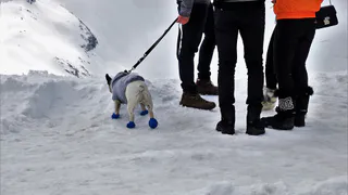Пора утепляться: рассказываем, нужна ли собакам одежда зимой