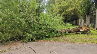 В Глазове из-за сильного ветра повалило несколько деревьев