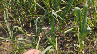 Пожелтевшие лук с чесноком «откачал» за 1 день — 1 раз полил и даже самые «чахлые» перья позеленели на глазах