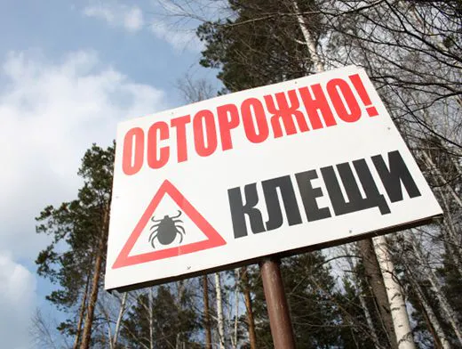 В больницы города обращаются нижнекамцы, покусанные клещами