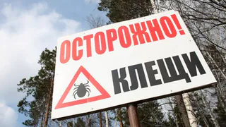 В больницы города обращаются нижнекамцы, покусанные клещами