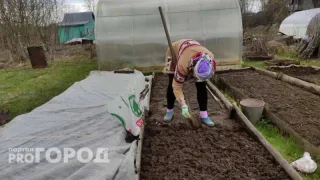Названы самые благоприятные для посадки моркови и свеклы даты в мае