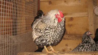 Никаких вам курочек: Верховный суд запретил разводить животных на дачах