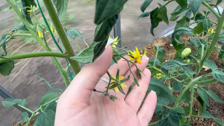 Соседи завидуют моим помидорам уже много лет: секретный прием в утреннем поливе до 9:00 с 1 добавкой