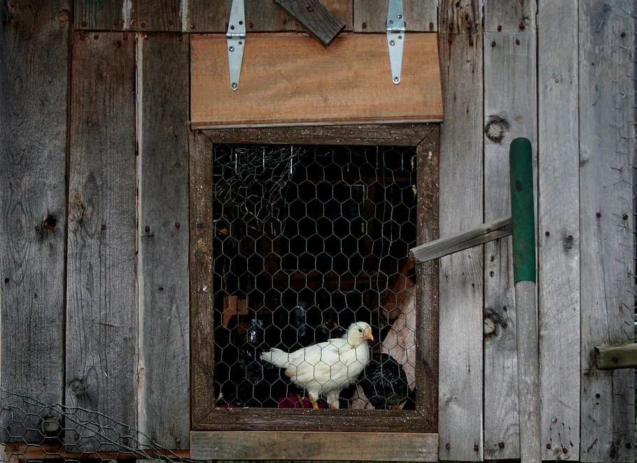 Курятники теперь под запретом: коснется россиян, которые держат кур